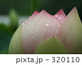 蓮 320110