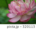 蓮 320113