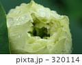蓮 320114