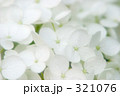 白い紫陽花 321076