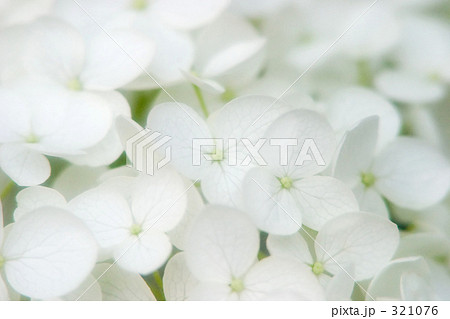 白い紫陽花 321076