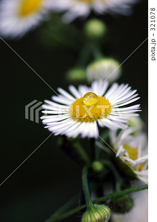 水滴と春紫苑 321078