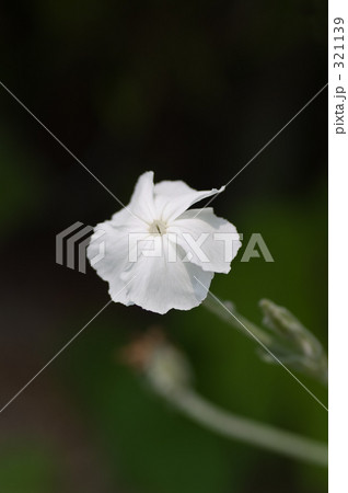 フランネル草 321139