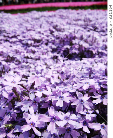 紫のお花畑 321164