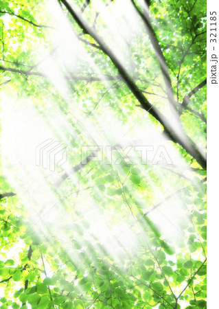 新緑 321185