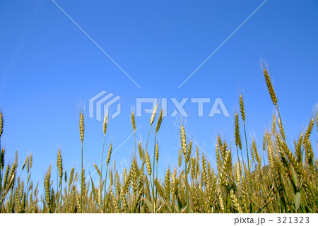 金麦 金麦 321323