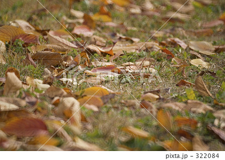 落ち葉 322084