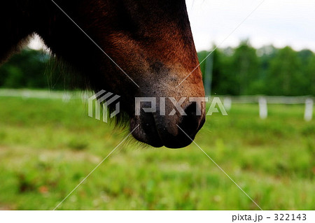 馬の鼻の写真素材