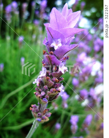 ラベンダー 322167