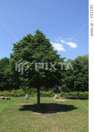 木陰 木陰 322195