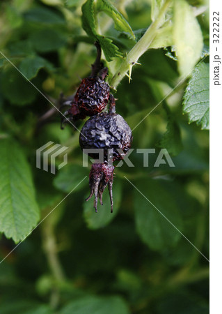 宇宙人 宇宙人 322222