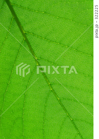 葉脈 322225