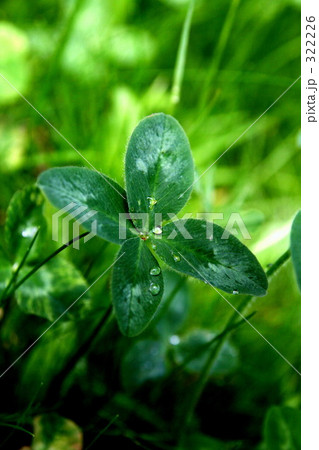 四葉クローバー 四葉クローバー 322226