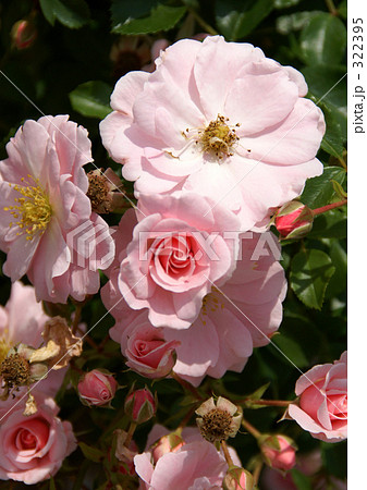 クイーンマザー クイーンマザー 322395