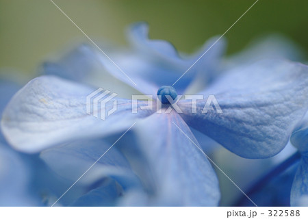 アジサイ アジサイ 322588