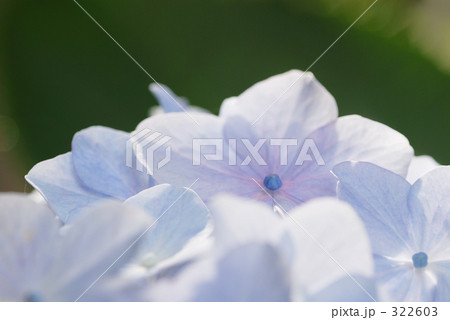 アジサイ 322603