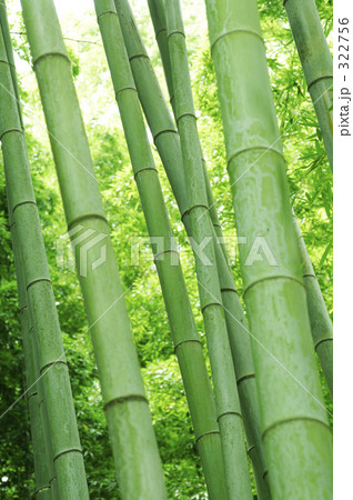 竹林 竹林 322756