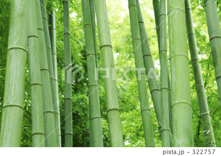 竹林 322757
