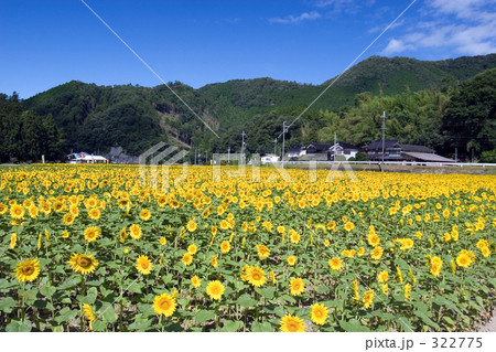 ひまわり畑 322775