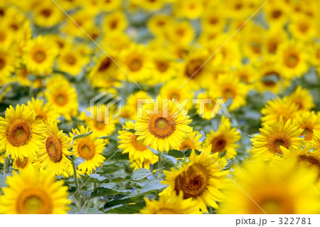 ひまわり達の朝 322781