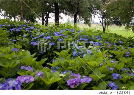 もりやま芦刈園のあじさい 322842