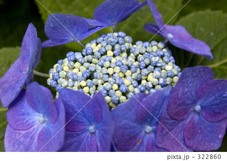 額紫陽花のアップ 322860