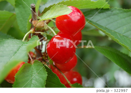 さくらんぼ（佐藤錦） 322997