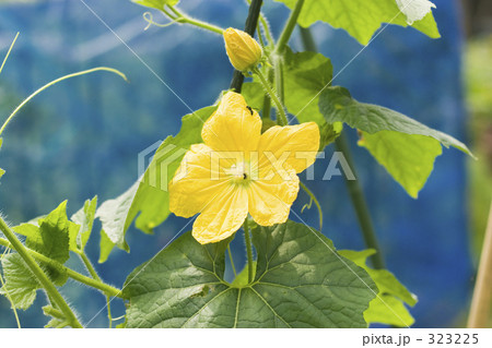 冬瓜の黄色い花 323225