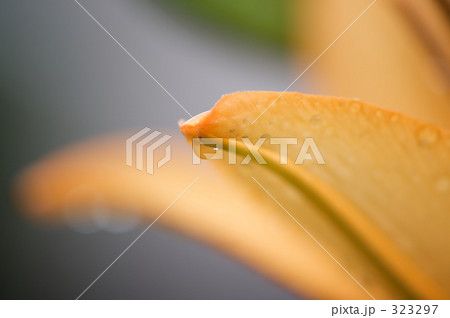 323297