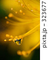 水滴の花 323677