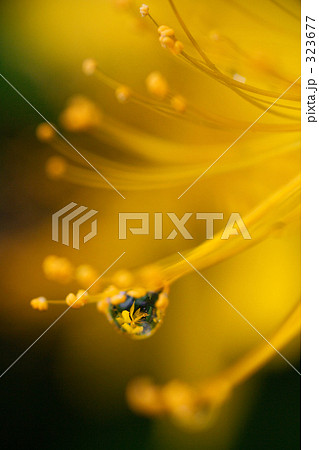 水滴の花 323677