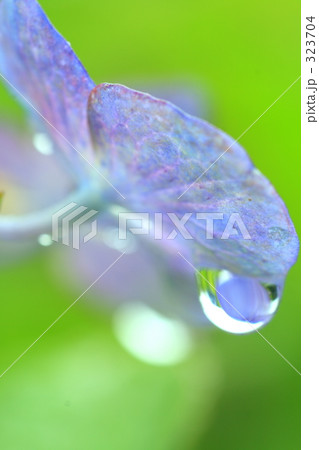 紫陽花 紫陽花 323704