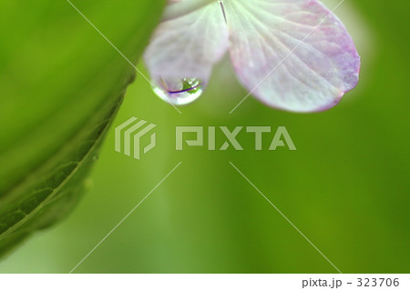 紫陽花 323706