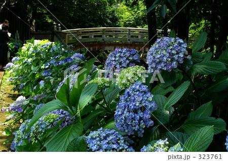 紫陽花４ 323761