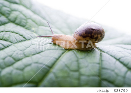 キュウリの葉にカタツムリ キュウリの葉にカタツムリ 323799