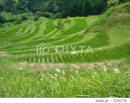 棚田 324276