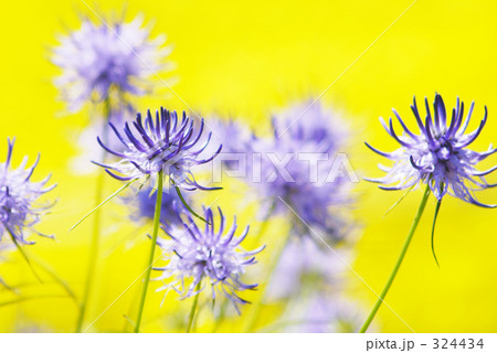 たましゃじん 324434