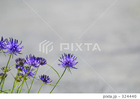 たましゃじん　２ 324440