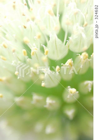 ネギの花 ネギの花 324682