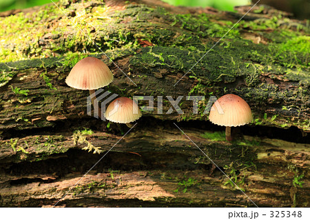 きのこ きのこ 325348