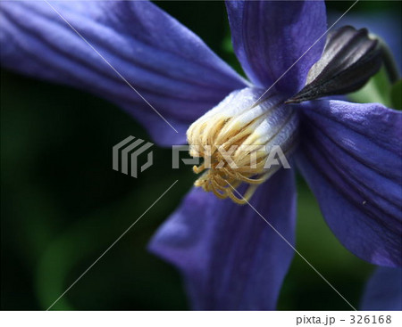 クレマチス 326168