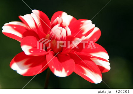 薔薇 326201