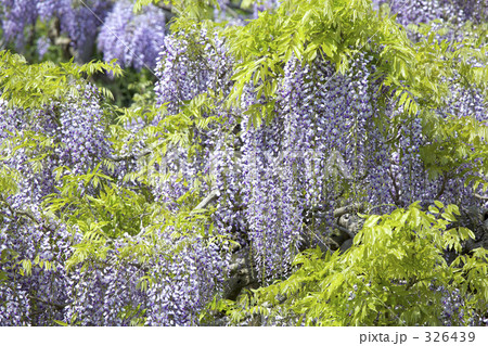 藤の花 326439