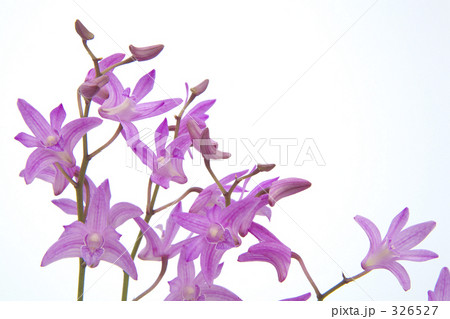 デンドロビューム デンドロビューム 326527