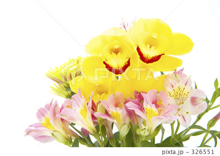 シンビジューム 326551