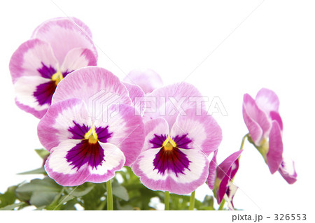 パンジー 326553