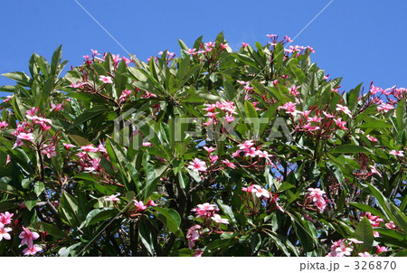 プルメリア 326870