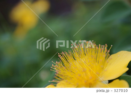 ビョウヤナギ 327010