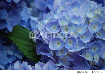 ＠紫陽花 327037