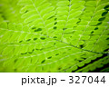 オウゴチョウ(黄胡蝶) 327044